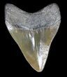 Nice, Fossil Megalodon Tooth #36267-2